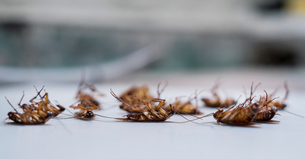 علامات تدل على احتمالية إصابة منزلك بالصراصير