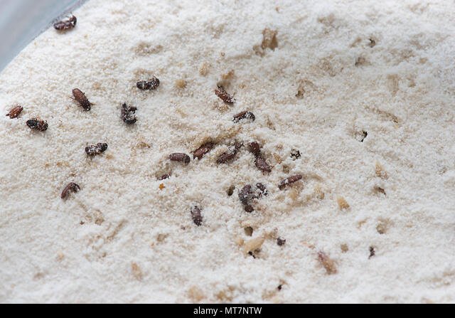 أسباب تواجد خنافس الطحين