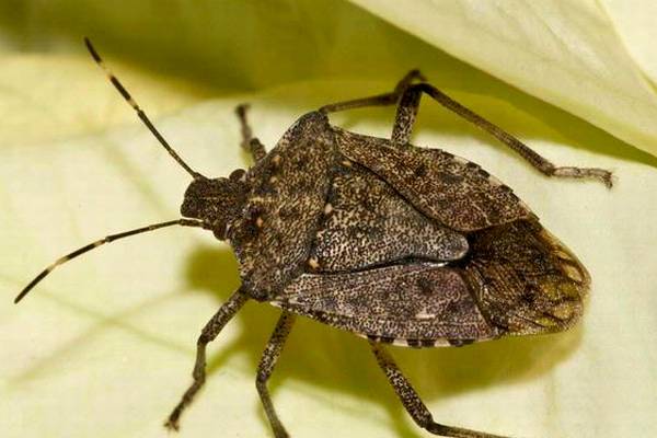 مكافحة الحشرات النتنة: 10 نصائح لإبقاء هذه الآفة كريهة الرائحة