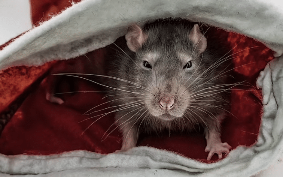 علاجات منزلية لطرد الفئران