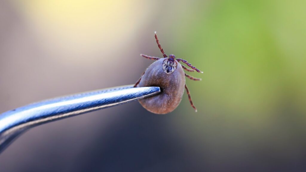 التخلص من القراد بشكل صحيح