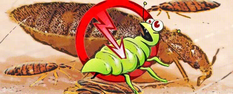 المكون السري الذي يعد بقتل بق الفراش