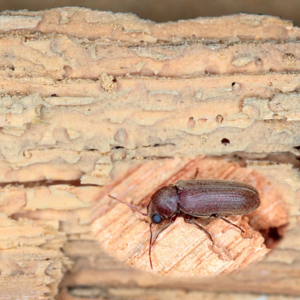 كيفية التخلص من سوس الخشب