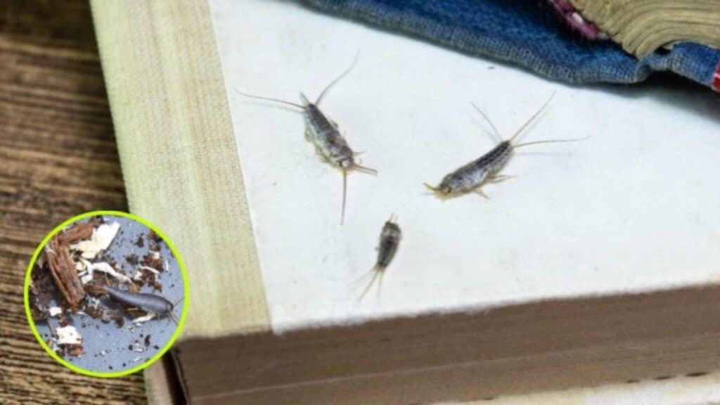 السمكة الفضية