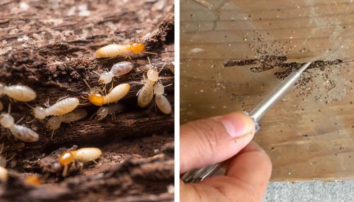 النمل الأبيض