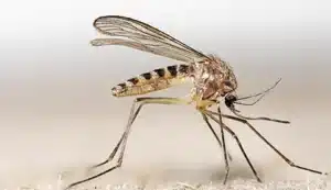 البعوض