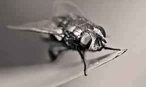 الذباب