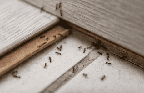 القضاء علي النمل الأبيض