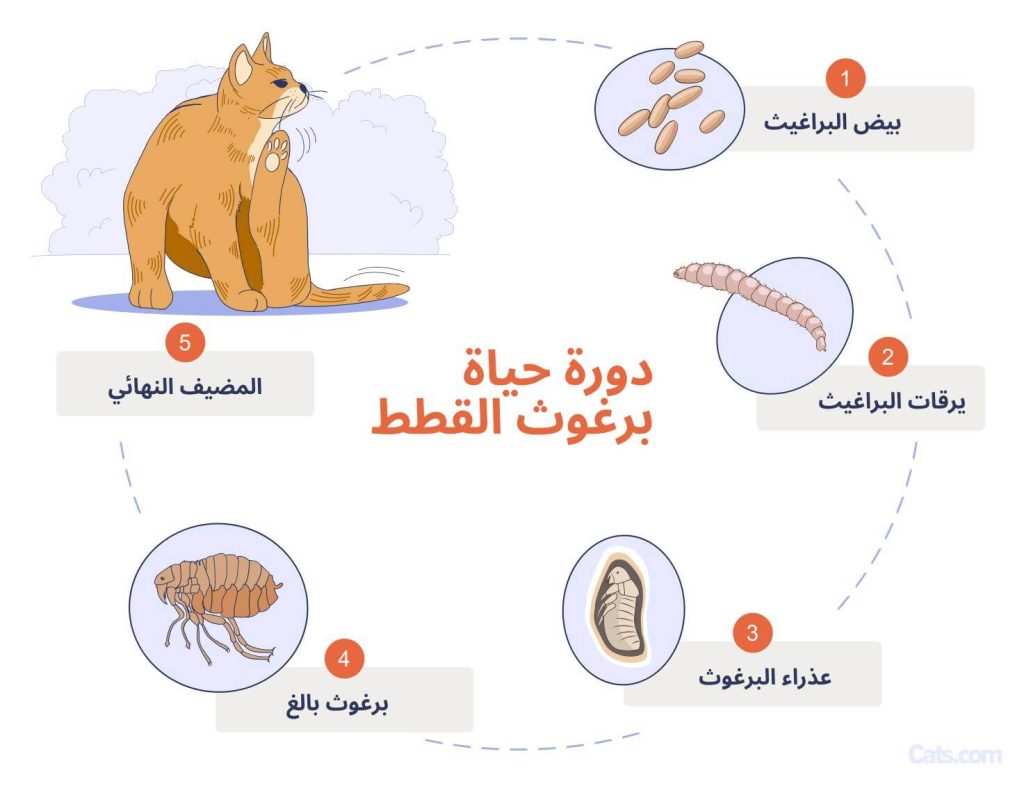 دورة حياة البرغوث من البيضة إلى البرغوث البالغ