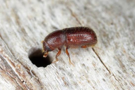التخلص من السوس بدون مبيدات من الحبوب والمخزن