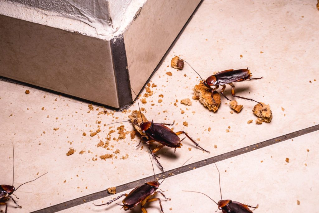 طرق طبيعية لطرد الصراصير بدون مواد كيميائية من المنزل